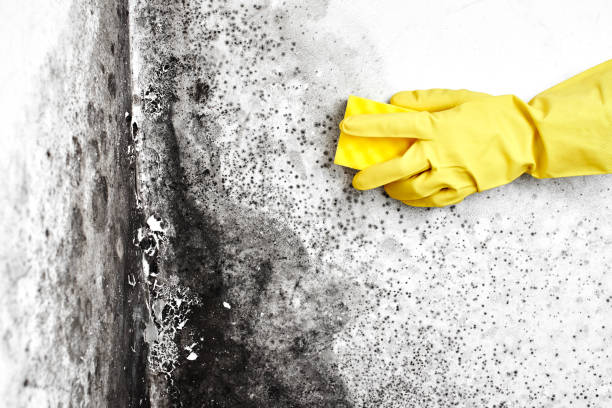 Best Best Mold Removal Companies  in West, TX