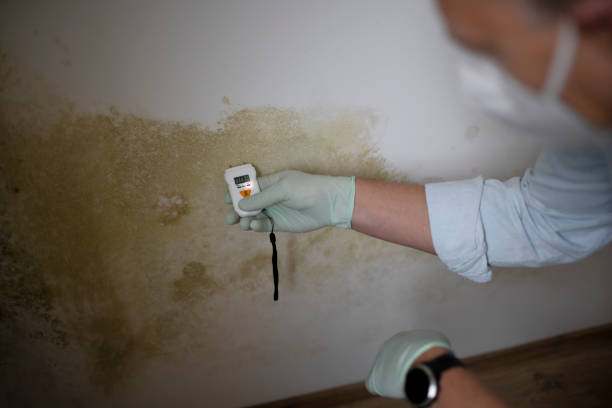 Best Professional Mold Removal  in West, TX