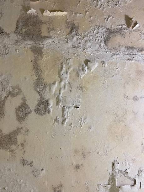 Office Mold Removal Services in West, TX