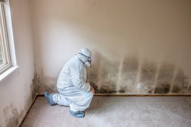 Best Mold Testing  in West, TX