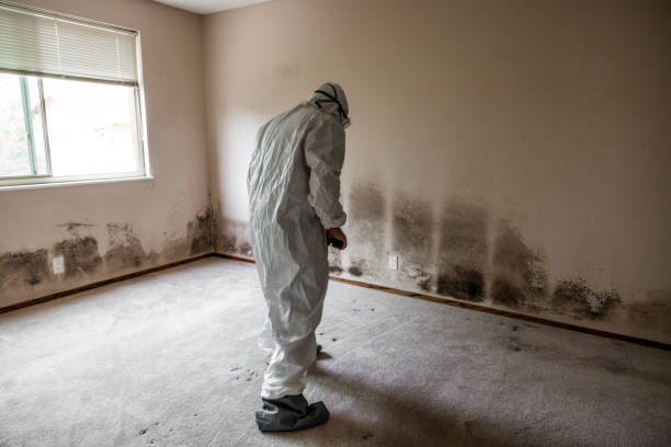 Best Mold Removal Company Near Me  in West, TX
