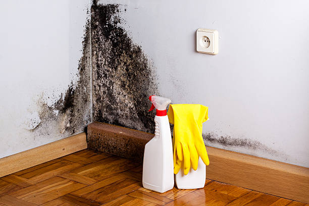 Best Local Mold Removal Service  in West, TX