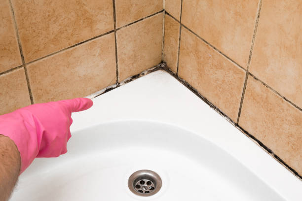 Best Affordable Mold Removal  in West, TX